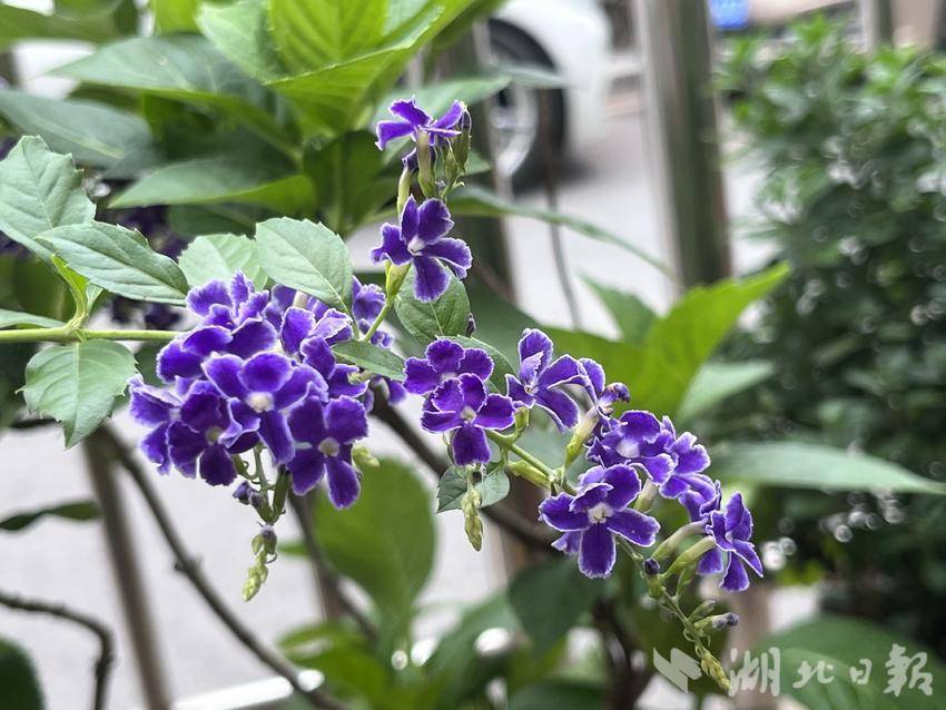 电子艺游大平台